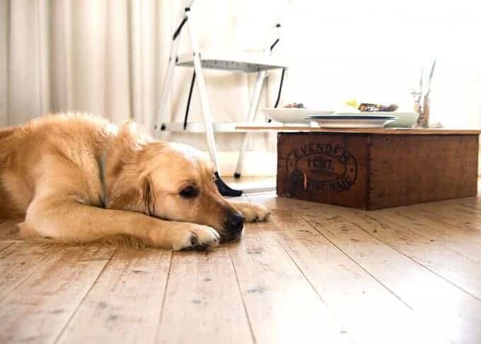 dozer-being-pathetic