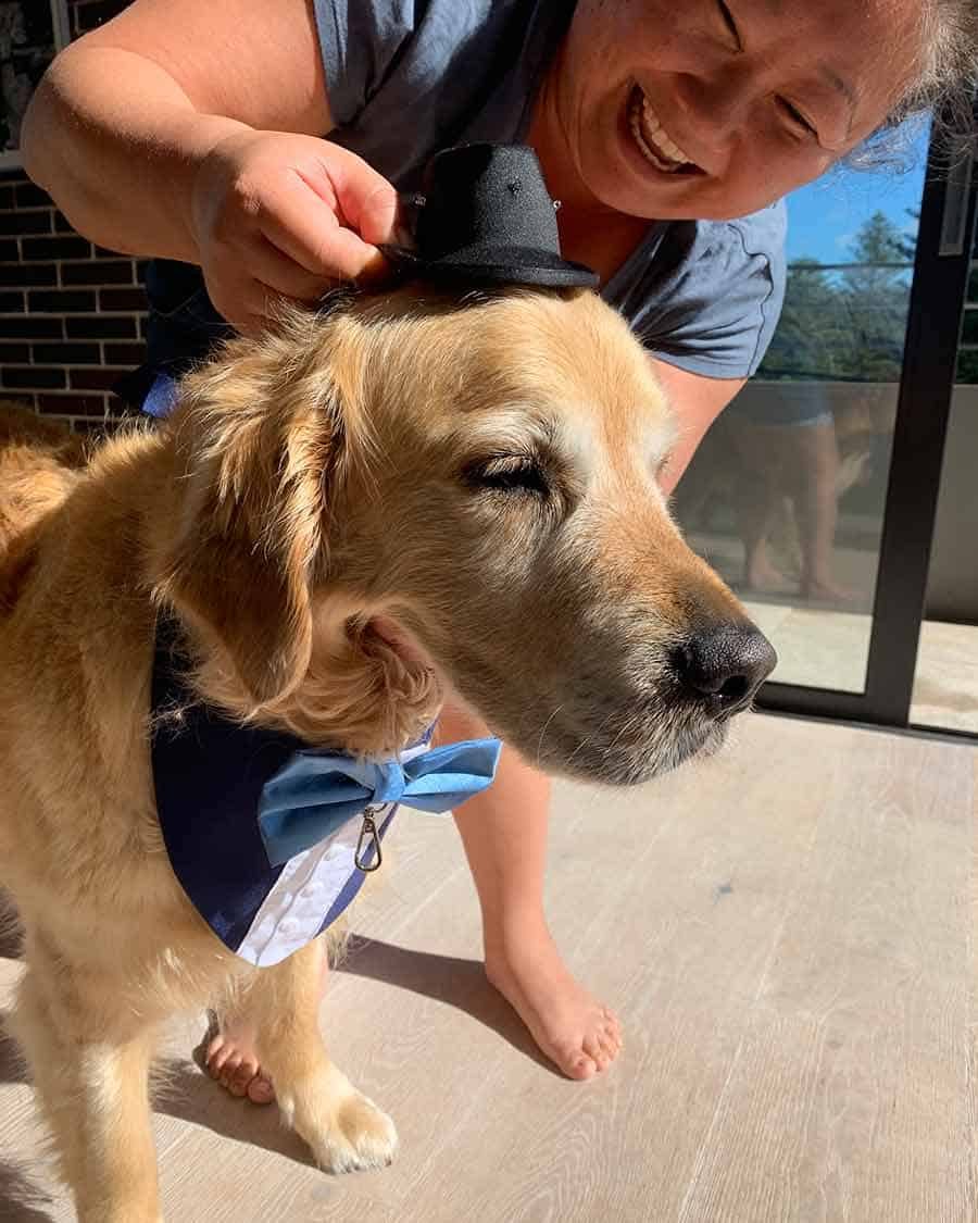 Dozer being fitted for Melbourne Cup outfit