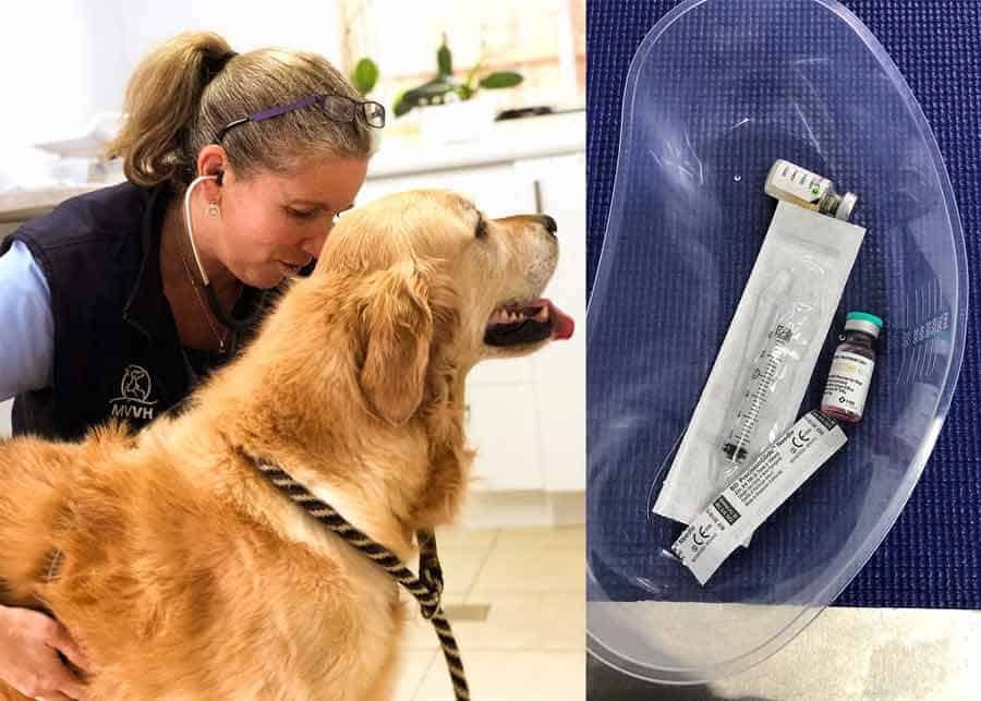 Dozer vet check up 2019 - Mona Vale vet