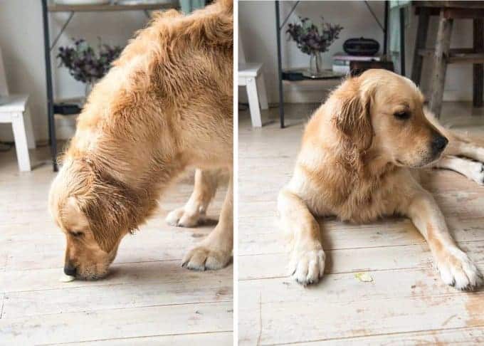 dozer-hates-brussels-sprouts