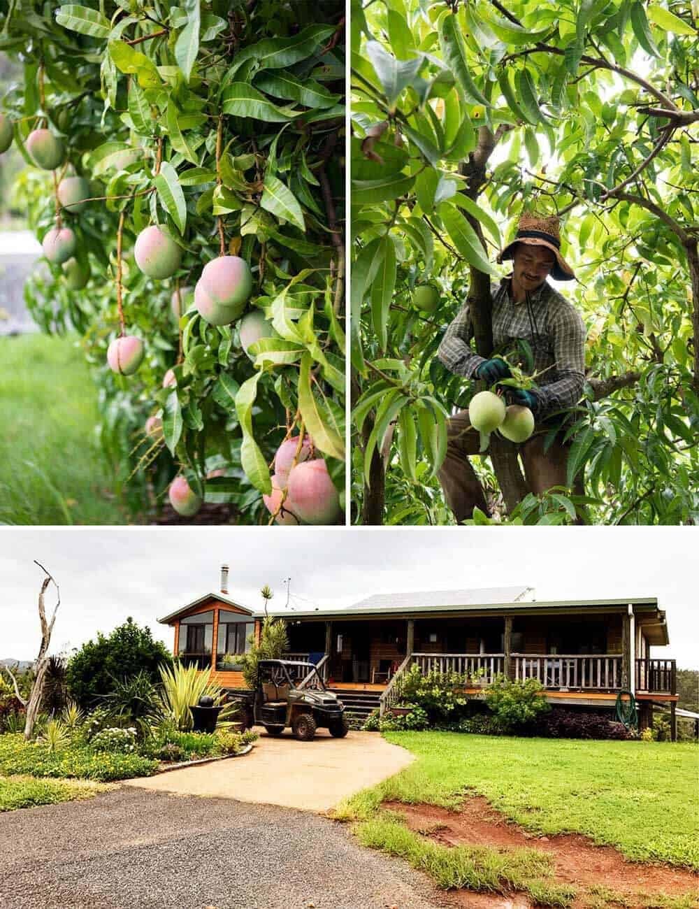 groves-mango-orchard-1