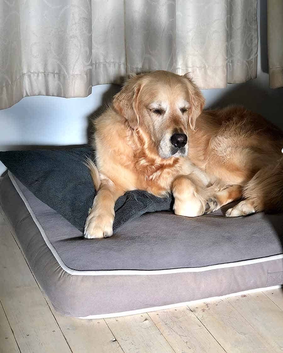 Dozer the golden retriever sent to the naughty corner