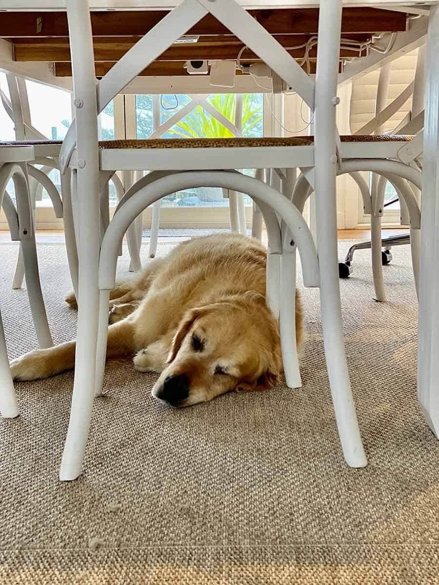 Dozer the golden retriever under dining table