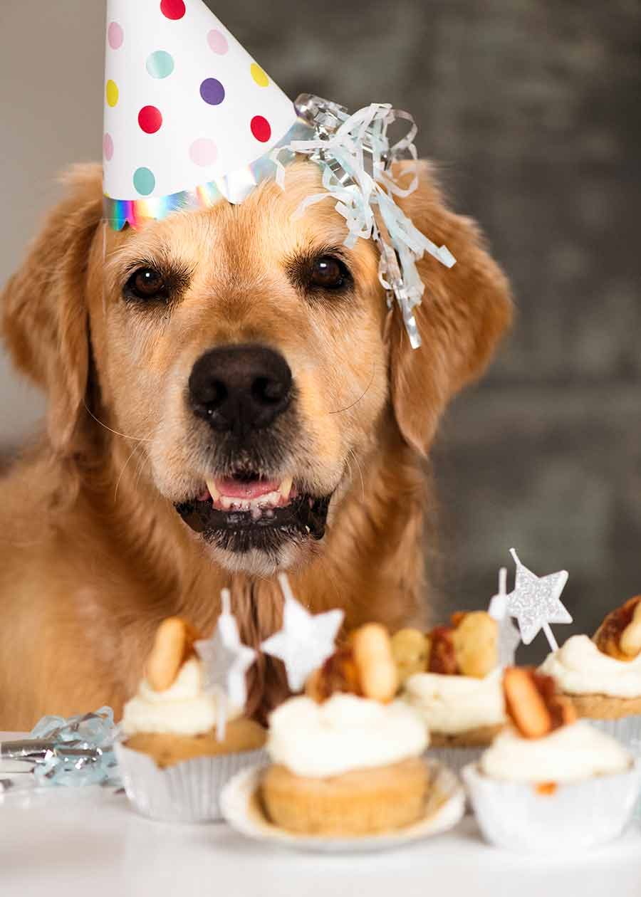 Dozer the golden retriever - waiting to eat Pupcakes