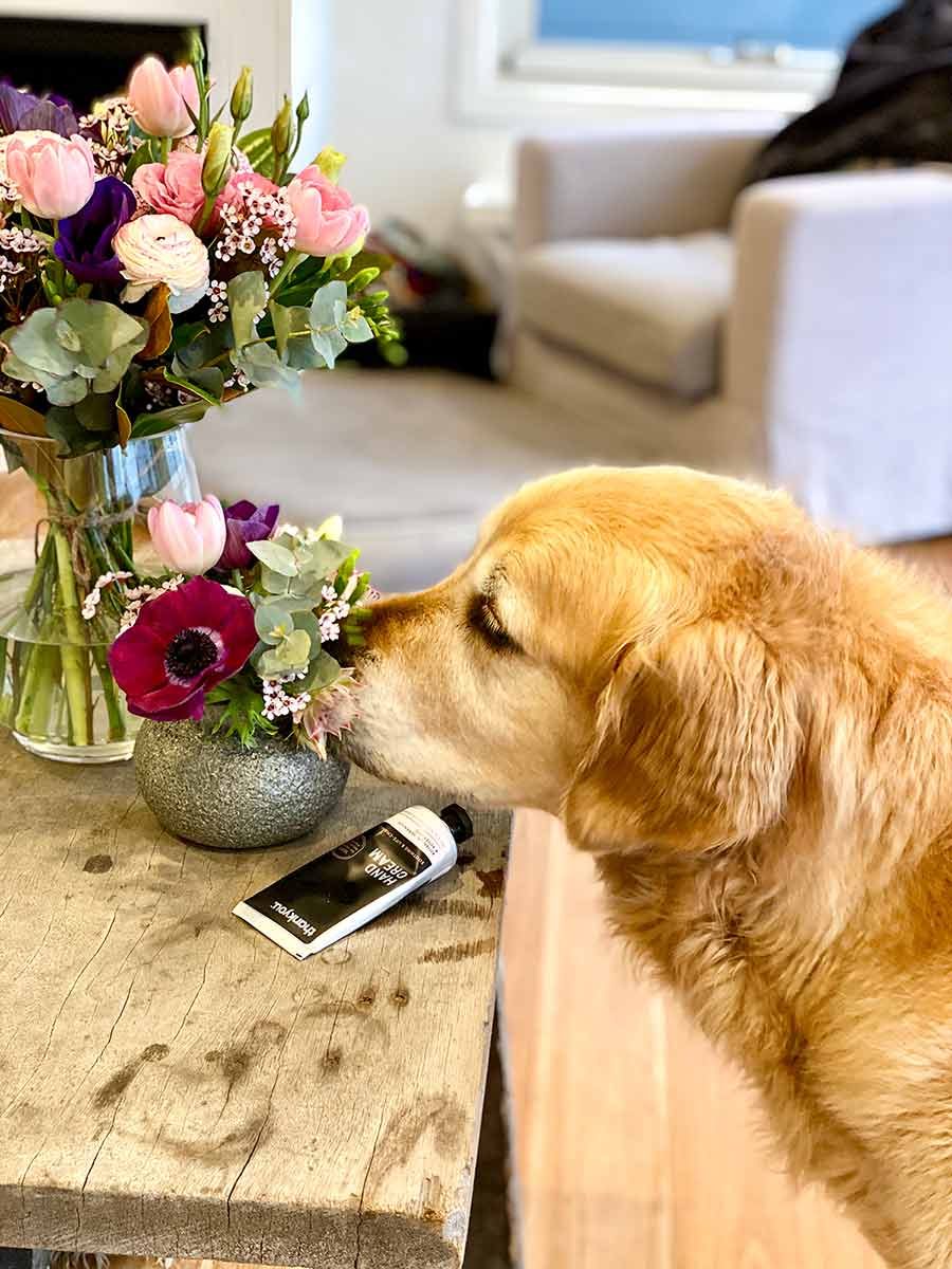 Dozer-snuffling-flowers