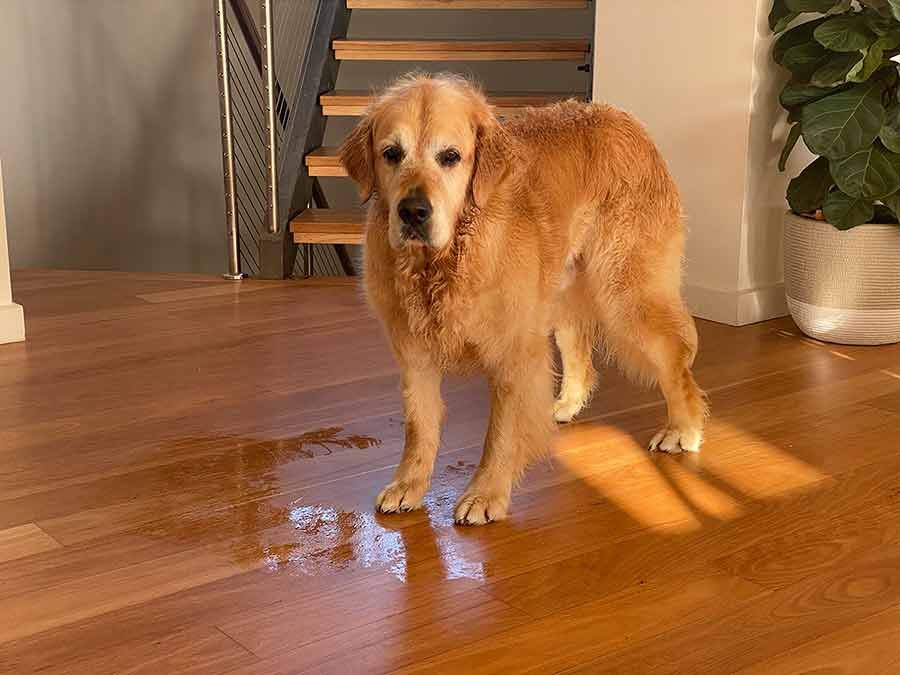 Dozer wet patch on floor